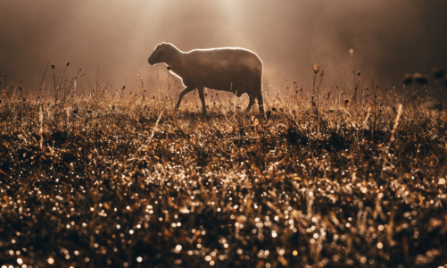 Lost Sheep and Plagues: Lenten Reflection 2021